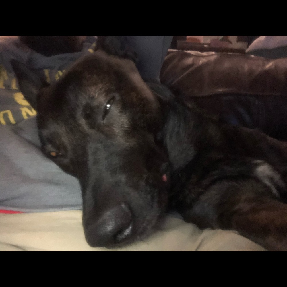 Meet your Posher, Abby
